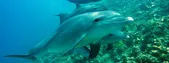 Sublue White Shark Mix Scooter drone Sous-Marin-1